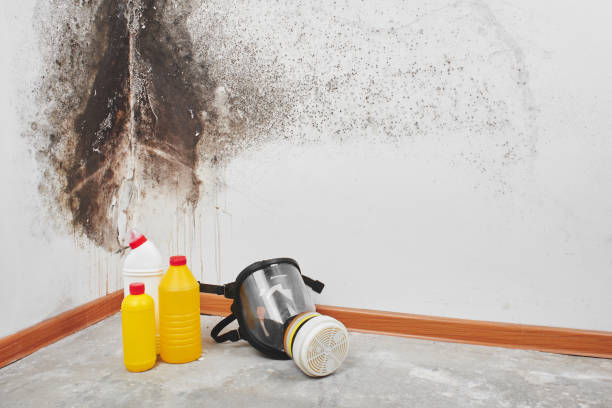 Best DIY Mold Remediation Support Services in Santa Barbara, CA