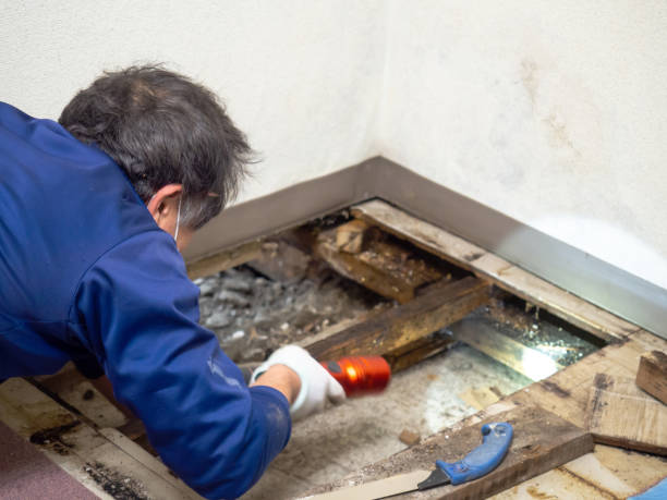Best Crawl Space Mold Remediation in Santa Barbara, CA