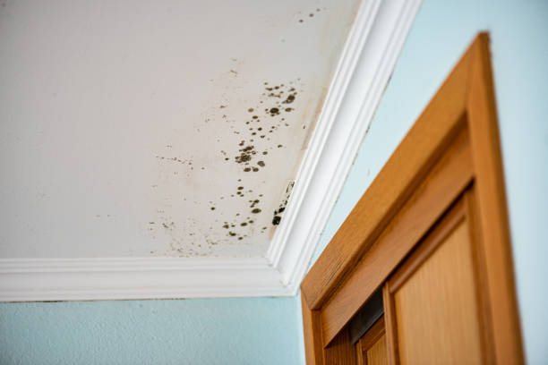 Best Kitchen Mold Remediation in Santa Barbara, CA