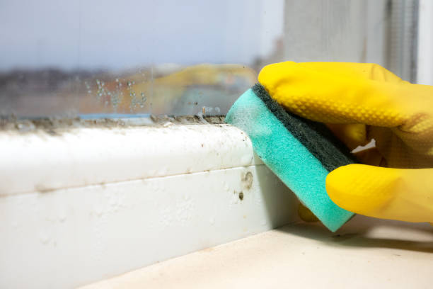 Best Mold Remediation for Specific Building Types in Santa Barbara, CA