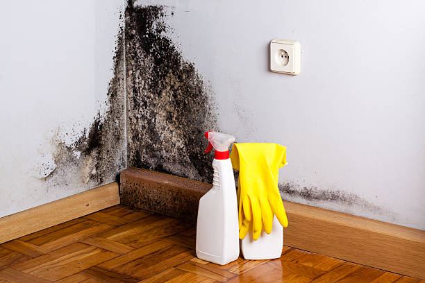 Best Preventive Mold Services in Santa Barbara, CA