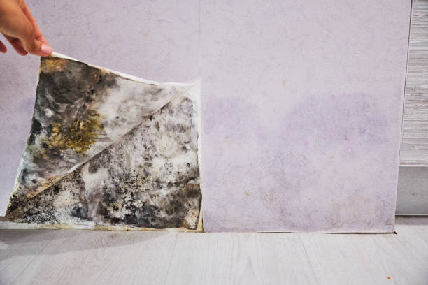  Santa Barbara, CA Mold Removal Pros